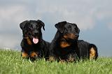 BEAUCERON 584